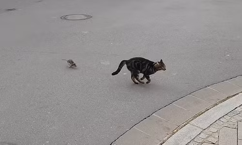 Mèo sợ hãi chạy trốn chuột trên phố