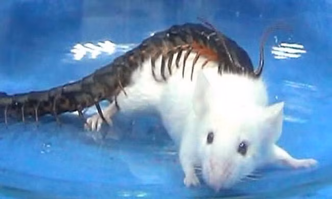 Rết độc hạ gục chuột lớn gấp 15 lần trong nửa phút