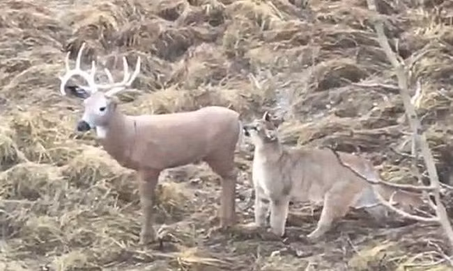  Báo sư tử đói mồi tấn công hình nộm hươu