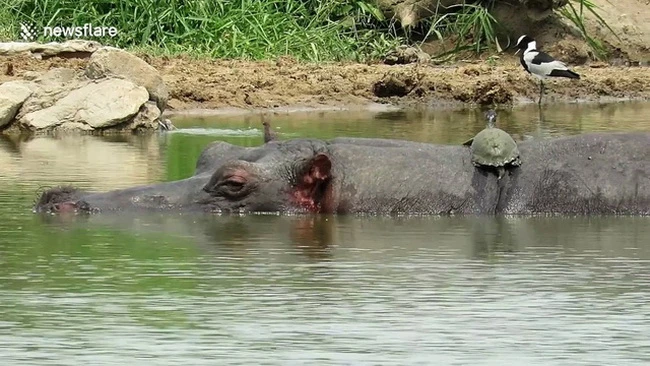 Bầy rùa leo lên lưng hà mã sưởi nắng