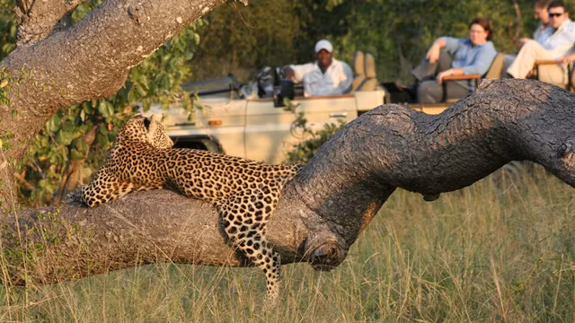 Những cảnh tượng thế giới động vật thú vị nhất đều xuất hiện ở đây