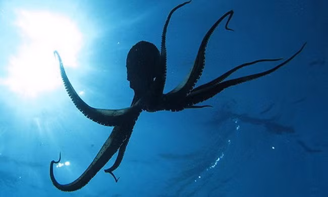 Bạch tuộc có thể là sinh vật ngoài hành tinh
