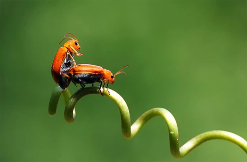 Điều gì sẽ xảy ra nếu côn trùng biến mất khỏi Trái Đất ?