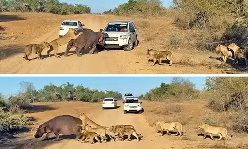 Bị sư tử truy sát, hà mã cắn trả ôtô