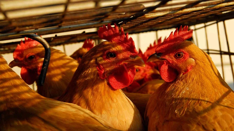 Phát hiện ổ dịch cúm A/H5N6 trên đàn gia cầm