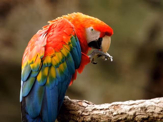  Chim có nhân cầu não rất nhỏ. Thay vào đó, chúng có một cấu trúc tương tự gọi là nhân xoắn trong (SpM) có khả năng kết nối tương tự. 