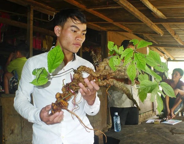 
Anh Hồ Văn Chiêu là người đào được củ sâm “khủng”