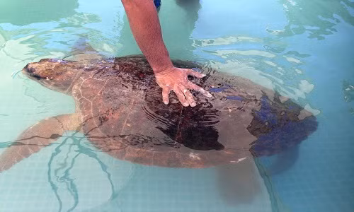 Con rùa Quản Đồng bị nhiều thương tích nặng sau khi du khách lôi nó lên bờ chụp ảnh. Ảnh: Animals Lebanon.