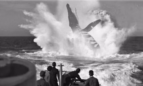 song-am-he-lo-xac-tau-ngam-nghi-bi-thuy-quai-danh-chim-1