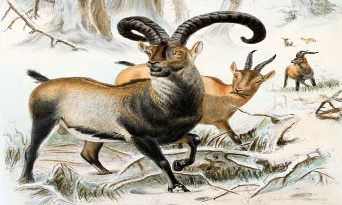 10 động vật tuyệt chủng có thể được hồi sinh ảnh 2