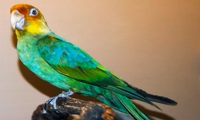 10 động vật tuyệt chủng có thể được hồi sinh ảnh 8