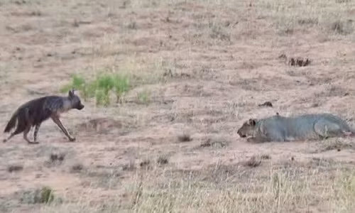 Linh cẩu nâu chạy thoát khỏi bầy sư tử phục kích