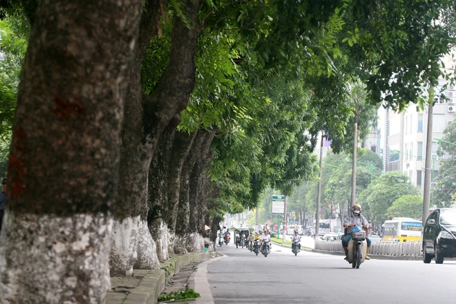 Người Hà Nội ngẩn ngơ tiếc hàng cây đẹp đường Kim Mã