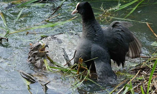 Sâm cầm mẹ dìm chết chim ó để bảo vệ tổ 