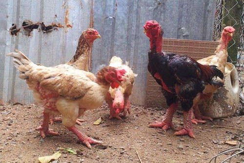 Giá thịt gà Đông Cảo loại rẻ nhất được bán buôn tại chuồng cũng phải từ 250.000 - 350.000 đồng/kg Giá thịt gà Đông Cảo loại rẻ nhất được bán buôn tại chuồng cũng phải từ 250.000 - 350.000 đồng/kg