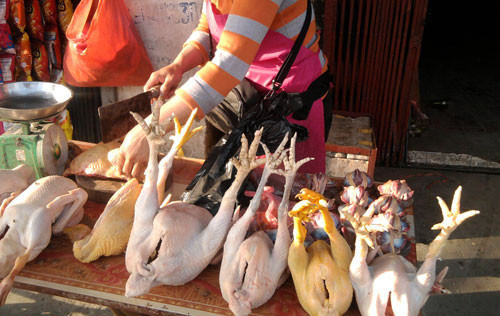 Hô biến gà già hóa... gà Đông Cảo 