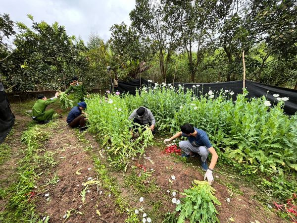 Cơ quan chức năng nhổ cây thuốc phiện trong vườn nhà ông Tăng để niêm phong. 