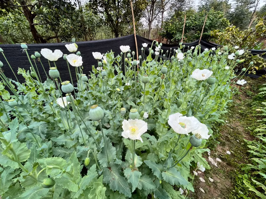 Cây thuốc phiện trong vườn nhà ông Tăng. Cây thuốc phiện trong vườn nhà ông Tăng.