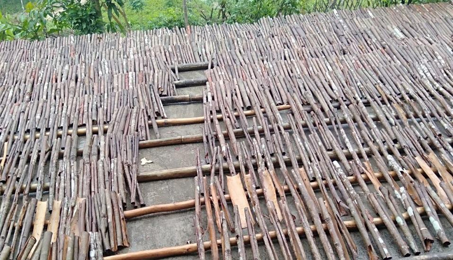 Quế được người dân thu hoạch và mang về phơi. Quế được người dân thu hoạch và mang về phơi.