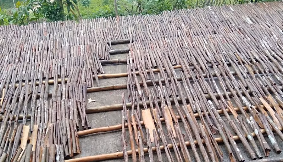 Quế được người dân thu hoạch và mang về phơi.