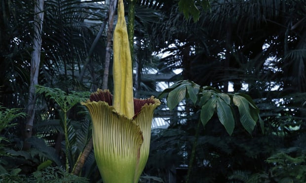 Cây amorphophallus titanum hay còn gọi là cây xác thối. (Ảnh: AP).