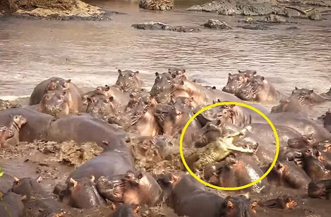 Hơn 30 con hà mã hành hạ cá sấu