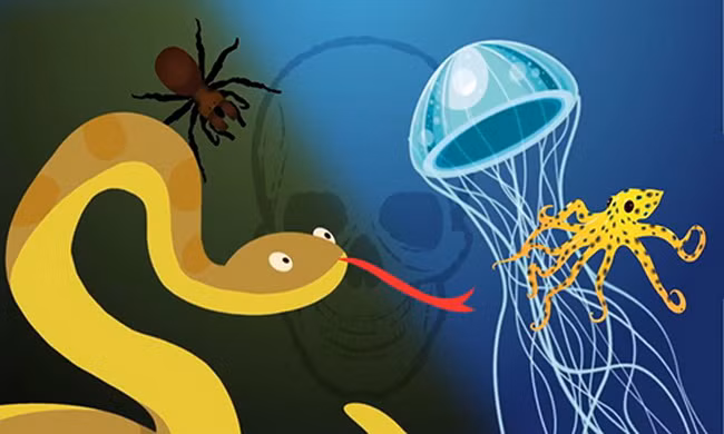 Những loài động vật có nọc độc nguy hiểm nhất ở Australia