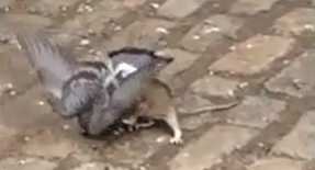 Cuộc chiến sinh tử giữa chuột cống và chim bồ câu