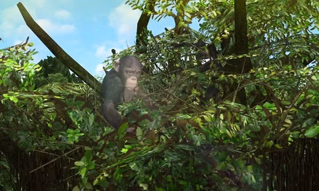 Chỗ nằm của tinh tinh sạch hơn giường ngủ con người