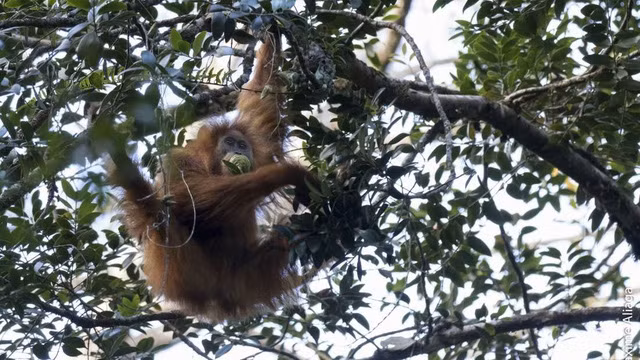  Đười ươi Tapanuli được phát hiện hồi cuối năm ngoái 2017. 