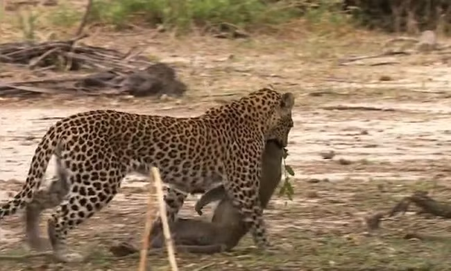 Cú vồ giúp báo hoa mai bắt gọn khỉ trên ngọn cây