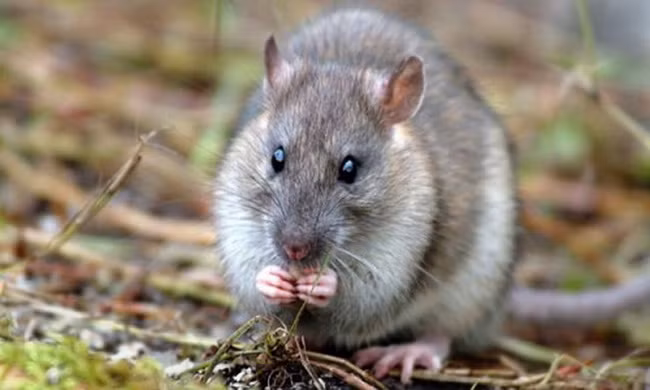 Chiến dịch diệt chuột lớn nhất thế giới