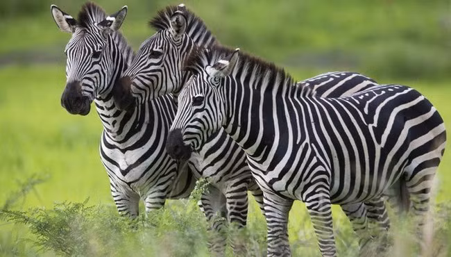 Thế giới sẽ mất nửa số loài động thực vật nếu không cắt giảm khí thải