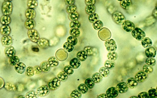 Tảo biển giúp chữa khỏi ung thư ác tính