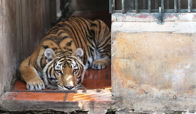 "Hoa hậu hổ" ở Trung tâm cứu hộ Hà Nội ảnh 4