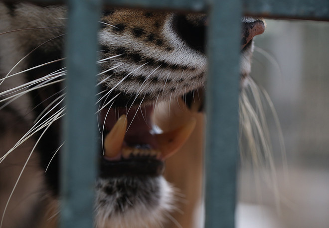 "Hoa hậu hổ" ở Trung tâm cứu hộ Hà Nội ảnh 7