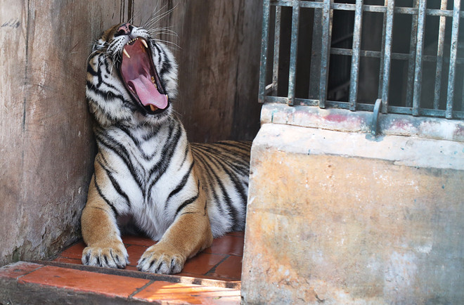 "Hoa hậu hổ" ở Trung tâm cứu hộ Hà Nội ảnh 6