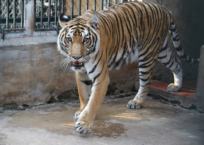 "Hoa hậu hổ" ở Trung tâm cứu hộ Hà Nội ảnh 1