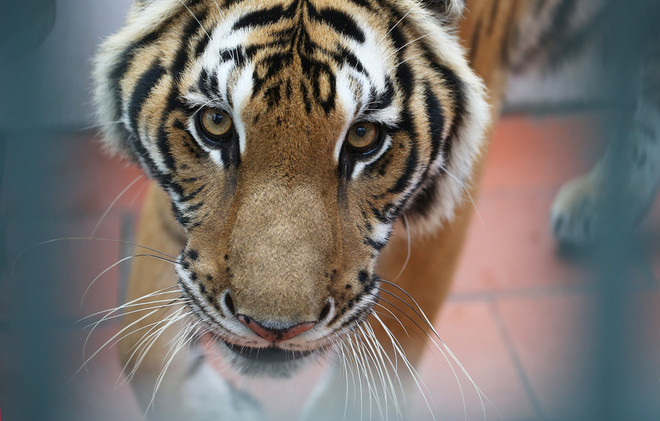 "Hoa hậu hổ" ở Trung tâm cứu hộ Hà Nội ảnh 3