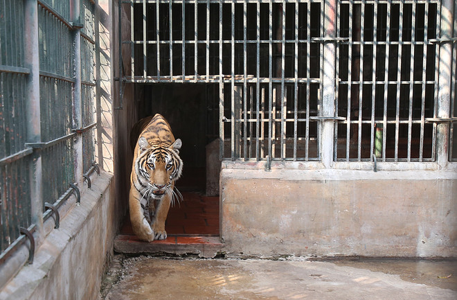 "Hoa hậu hổ" ở Trung tâm cứu hộ Hà Nội ảnh 2