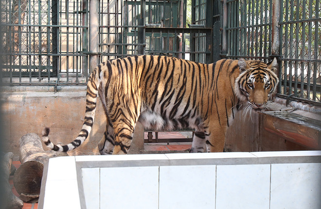 "Hoa hậu hổ" ở Trung tâm cứu hộ Hà Nội ảnh 5