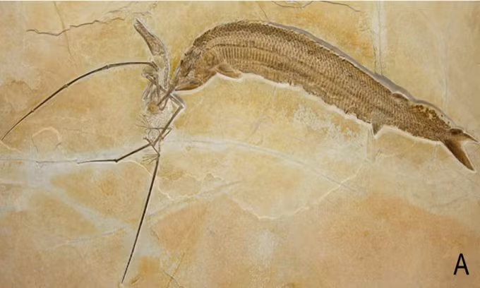 Những hóa thạch gây kinh ngạc trong lịch sử