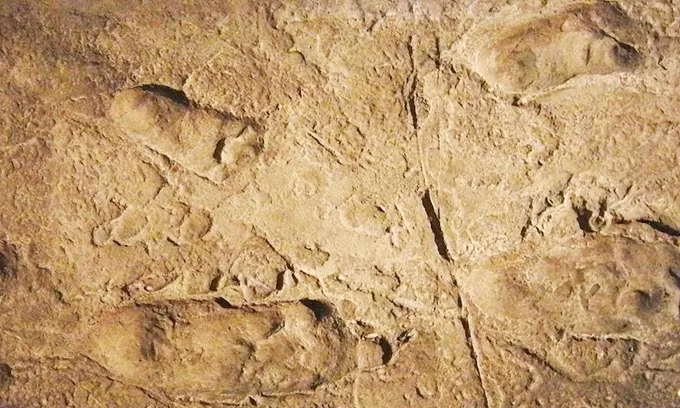 Những hóa thạch gây kinh ngạc trong lịch sử