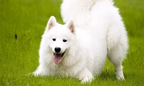 Giải nghĩa những tiếng sủa khác nhau của loài chó