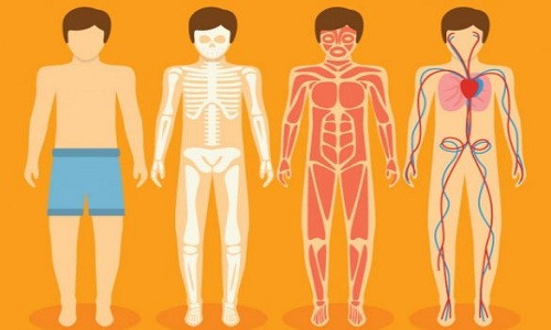 Những con số ấn tượng về cơ thể người