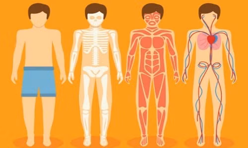 Những con số ấn tượng về cơ thể người