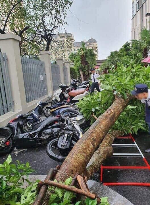Nhiều xe máy đậu trên vỉa hè bị cây xanh hạ đổ trong cơn giông.
