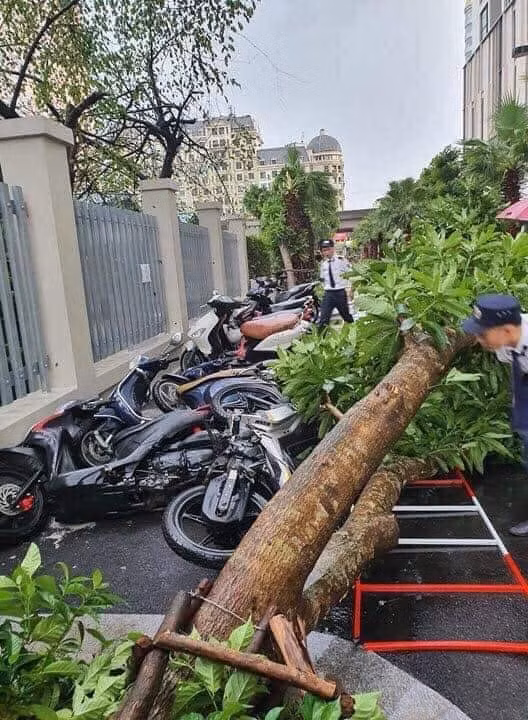 Nhiều xe máy đậu trên vỉa hè bị cây xanh hạ đổ trong cơn giông.