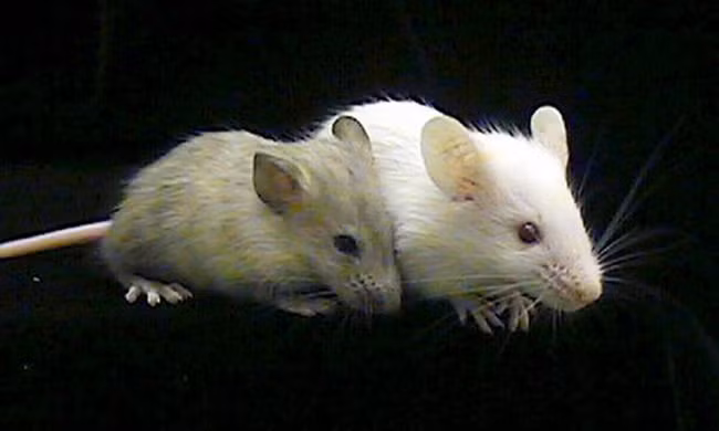 Tế bào não người được cấy thành công vào chuột