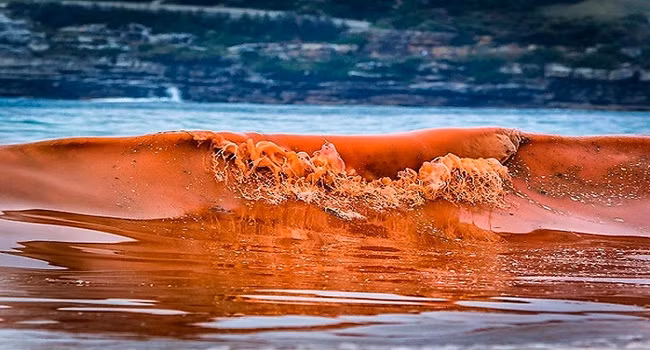 Thủy triều đỏ giết chết hàng nghìn sinh vật biển